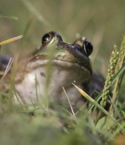 A frog pokes his head out to say "hello" on a dewy morning in Minnesota. Photo © Chuck Dayton.