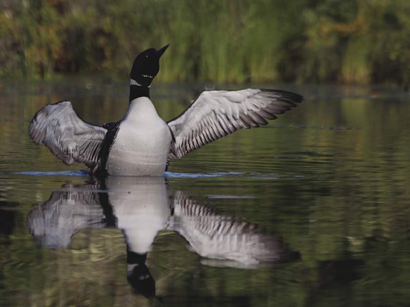 A photo of a loon flapping it's wings is reflected on the mirror-like surface of a lake.