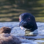 A mother loon feeds her young. Photo courtesy of Chuck Dayton